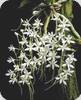 Mystacidium venosum